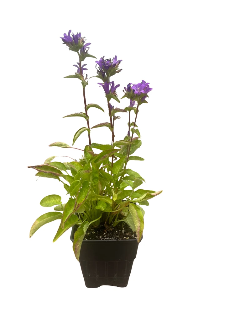 Superba Bellflower Perennial - Campanula glomerata Superba - Quart Pot