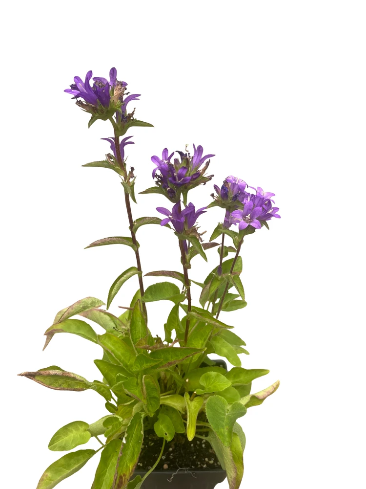 Superba Bellflower Perennial - Campanula glomerata Superba - Quart Pot