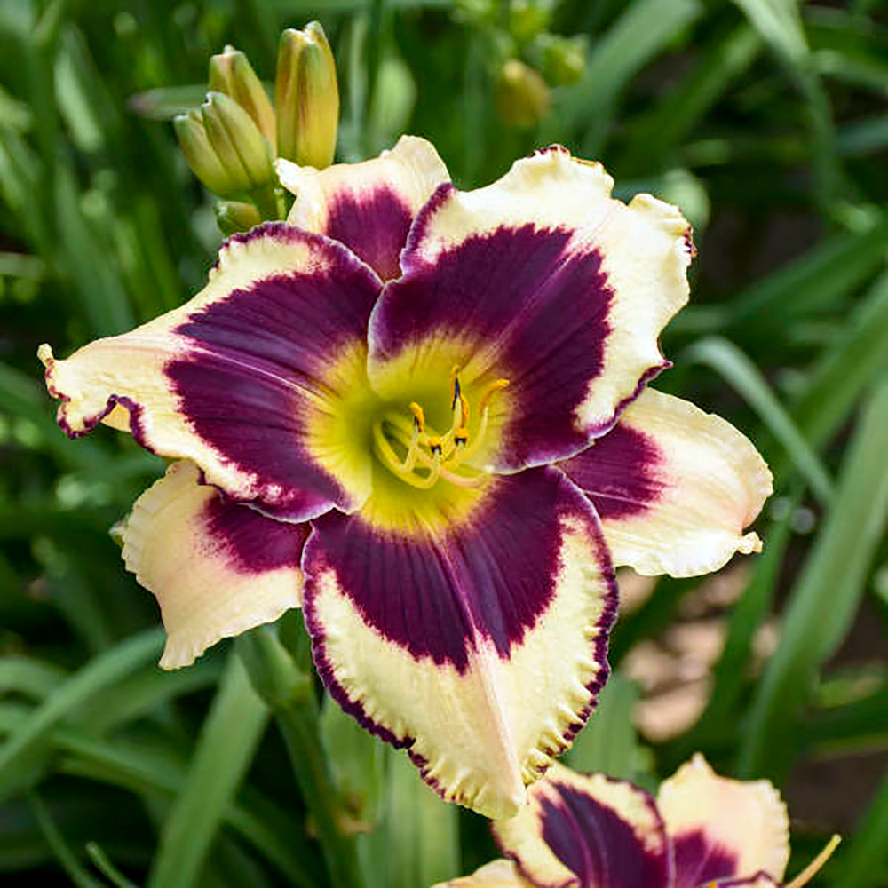 Star of the North Daylily - Hemerocallis - Rebloomer - Gallon Pot