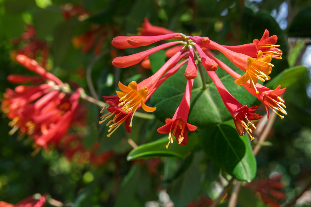 Major Wheeler Honeysuckle Vine - Perennial - Lonicera - 2.5" Pot - Fragrant