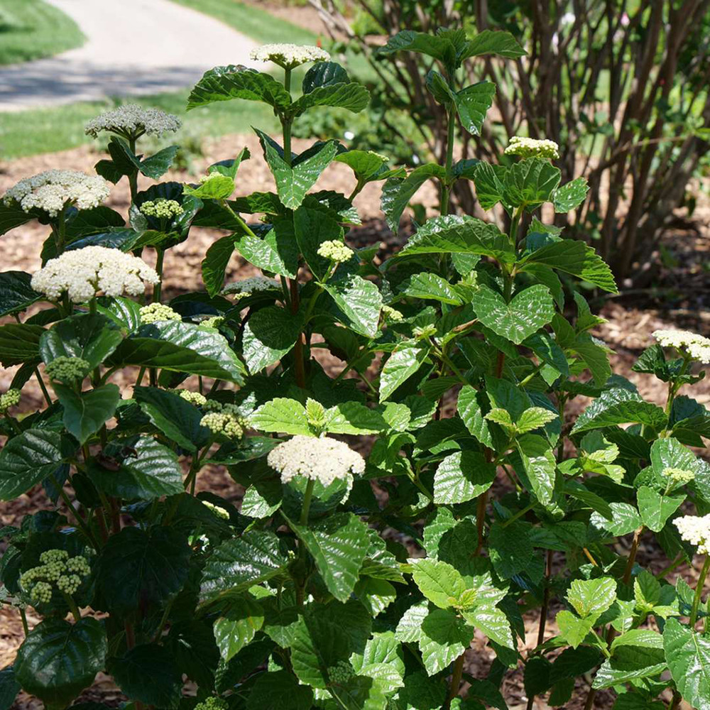 Glitters & Glows® Arrowwood Viburnum Shrub - Proven Winners - 4" Pot