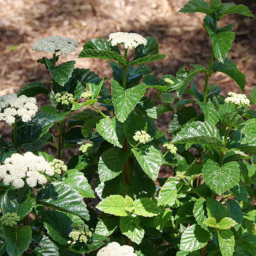 Glitters & Glows® Arrowwood Viburnum Shrub - Proven Winners - 4" Pot