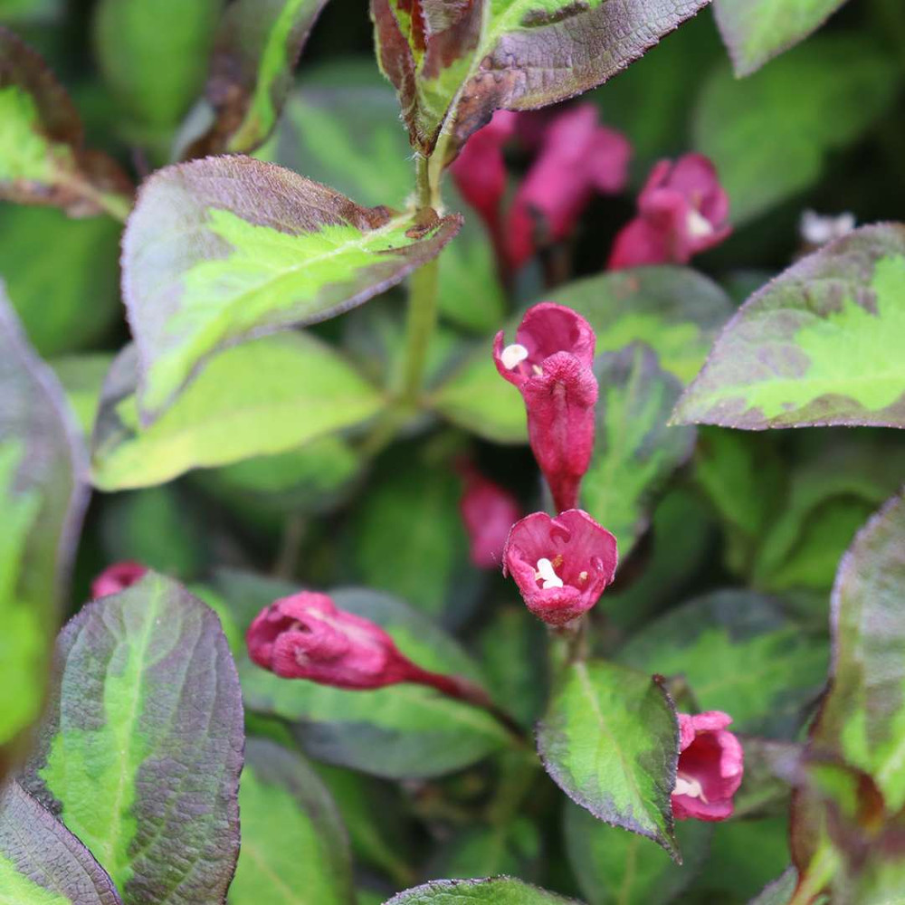 VINHO VERDE™ Weigela - Proven Winners - 4" Pot