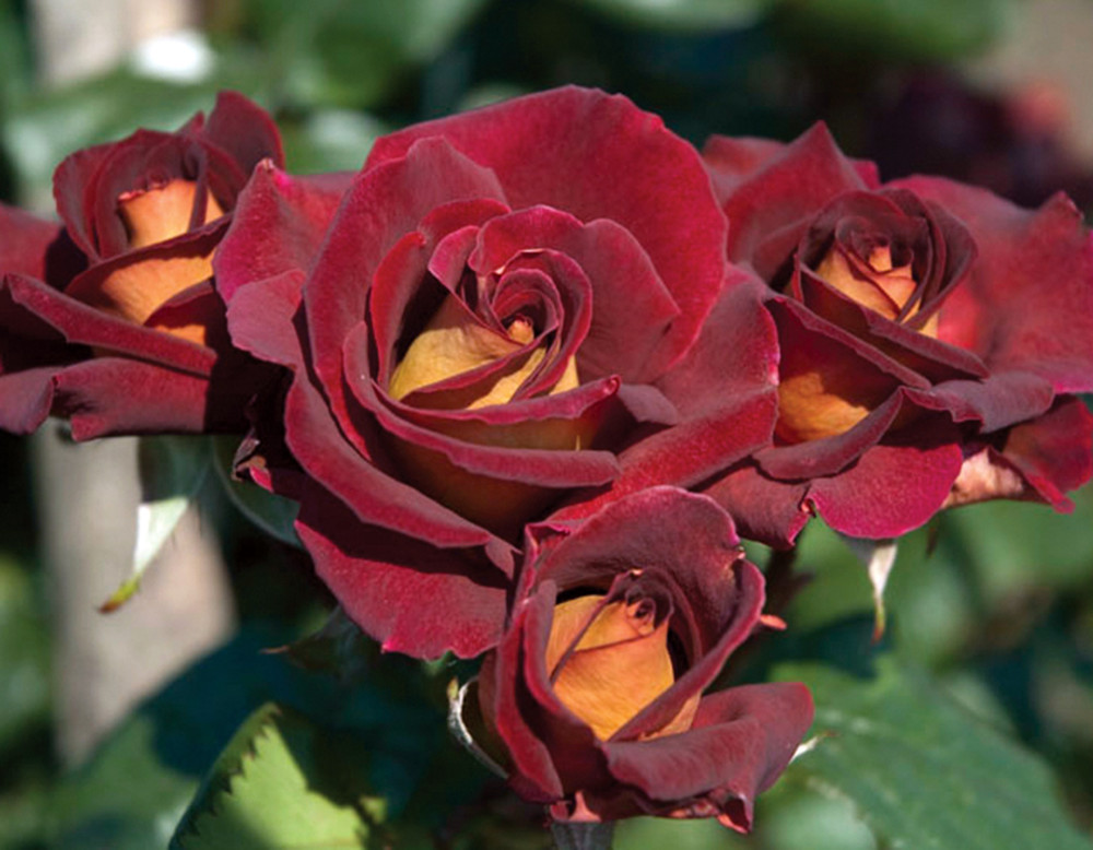 Dark Night™ Hybrid Tea Rose Bush - Bare Root