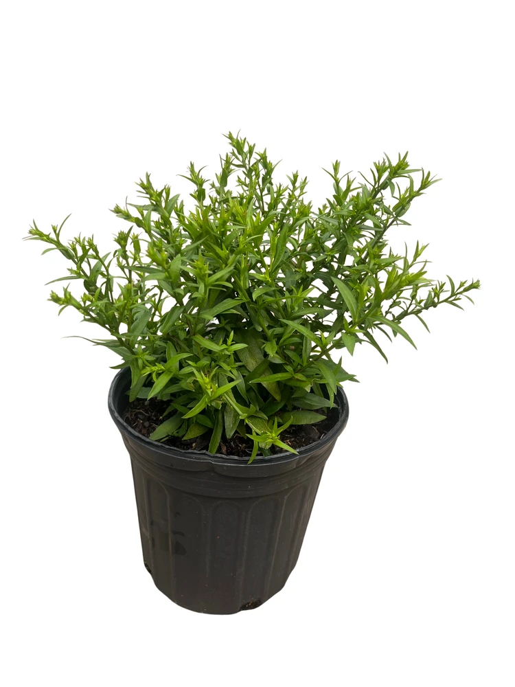 Aster Kickin Carmine Red Fall Blooming Perennial - Hardy - Gallon Pot