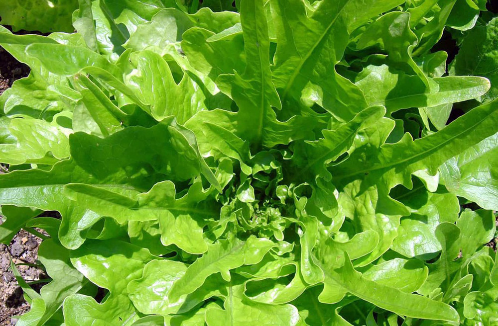 Royal Oak Leaf Salad Lettuce - 3" Pot - Live Plant