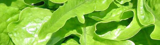 Royal Oak Leaf Salad Lettuce - 3" Pot - Live Plant