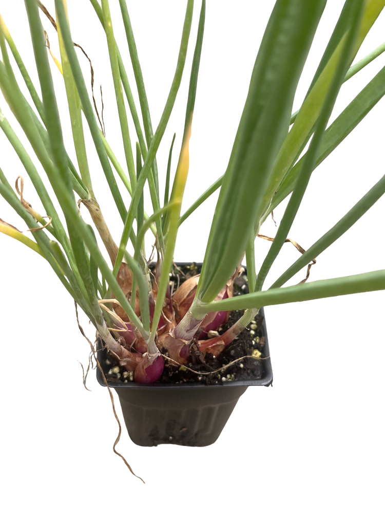 Shallot Plant - Mild Onion Flavor - 3" Pot