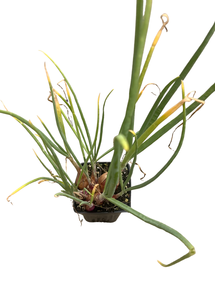 Shallot Plant - Mild Onion Flavor - 3" Pot