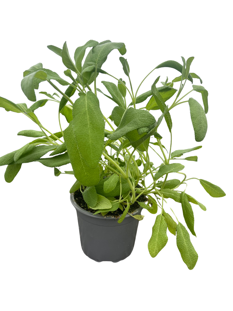 Garden Sage - Kitchen Sage - Salvia officinalis - 4.33" Pot