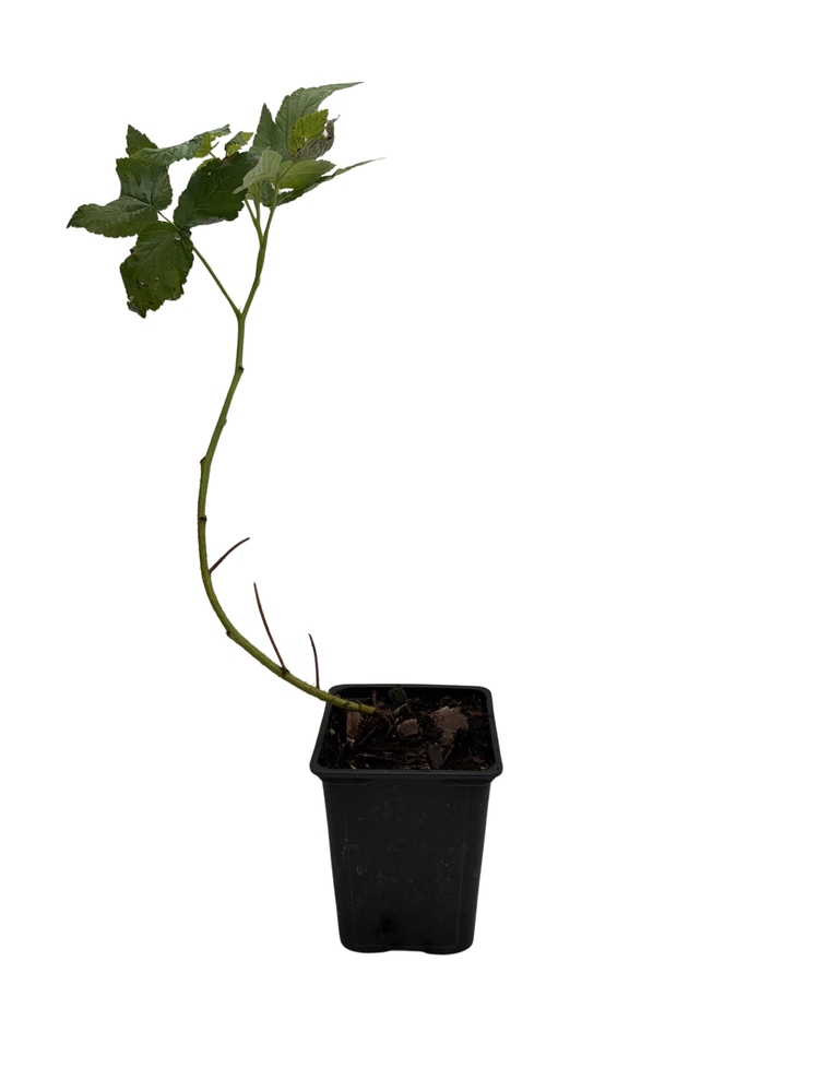 Fall Gold Everbearing Raspberry Plant - 3.25" Pot