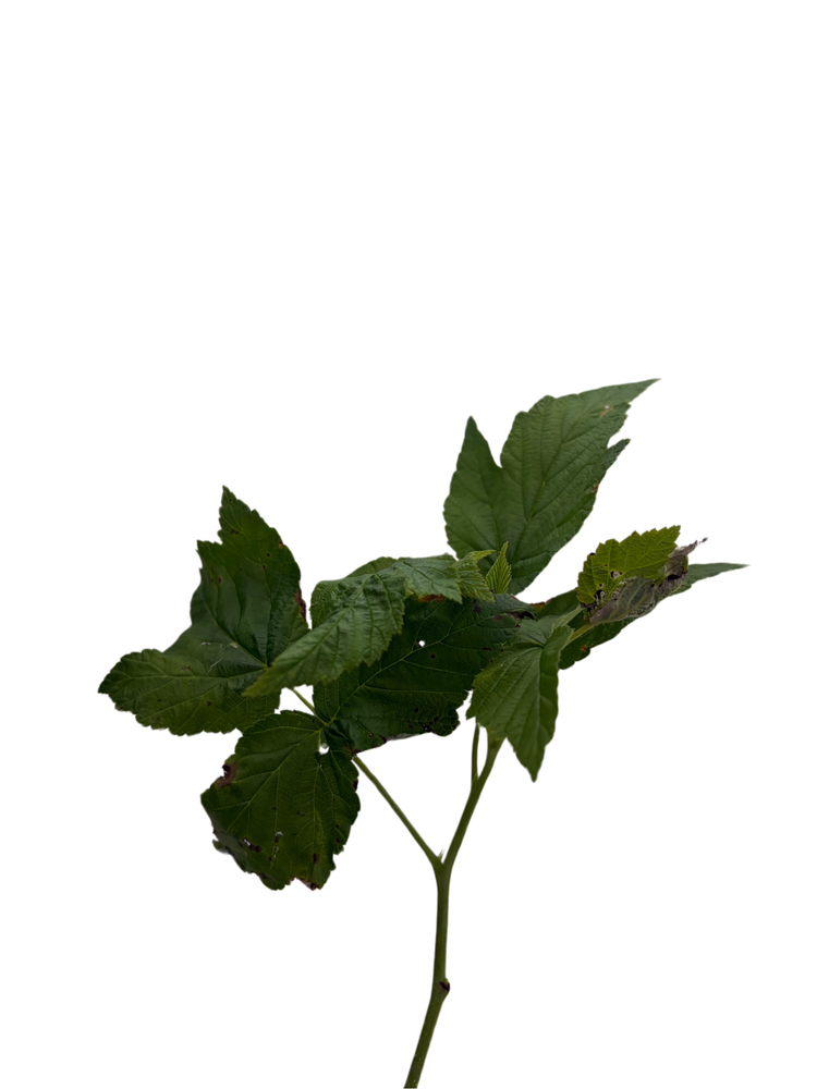 Fall Gold Everbearing Raspberry Plant - 3.25" Pot
