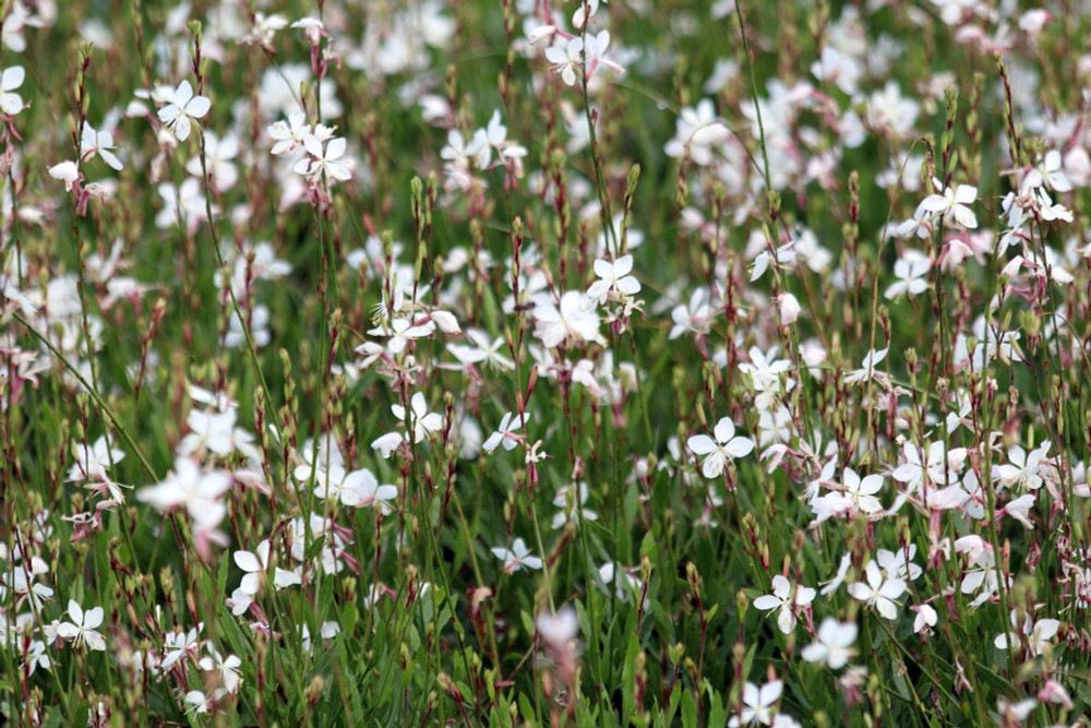 Gaura Belleza™ White Whirling Butterflies Perennial - Gallon Pot