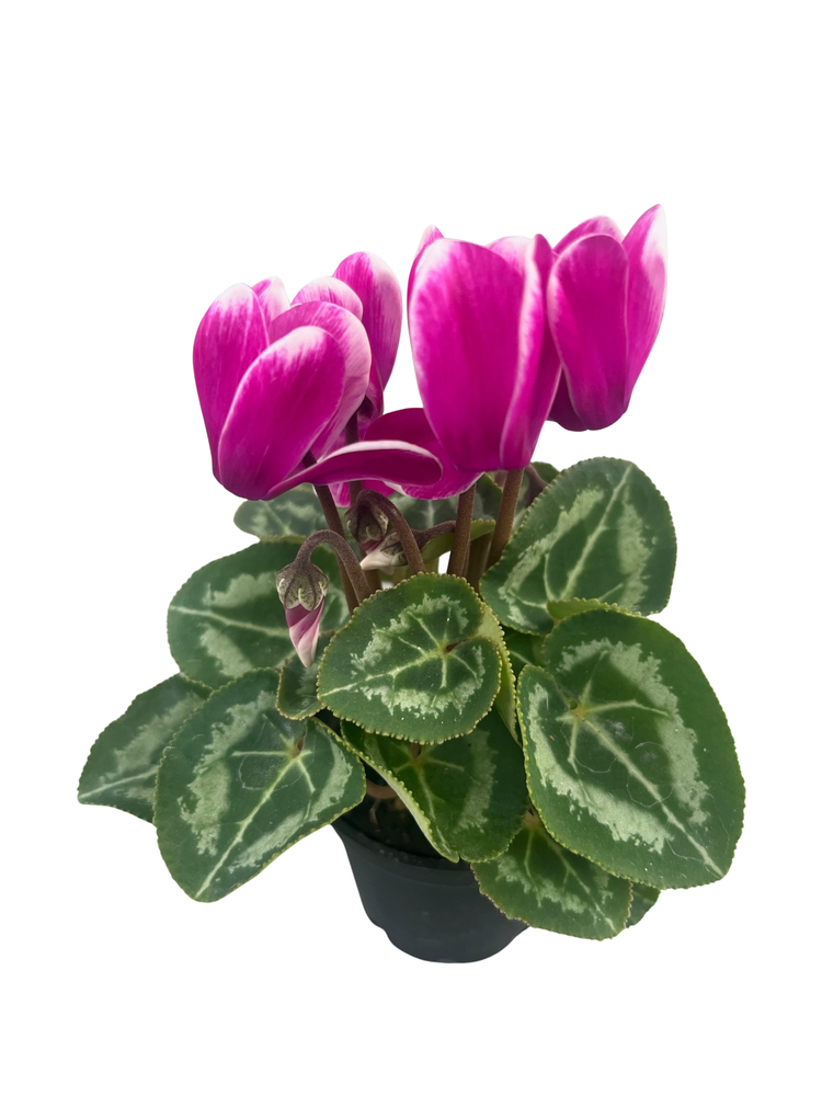 Magenta and White BiColor Persian Violet - Cyclamen - House Plant - 2.5" Pot