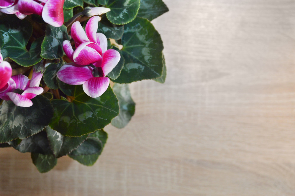 Magenta and White BiColor Persian Violet - Cyclamen - House Plant - 2.5" Pot