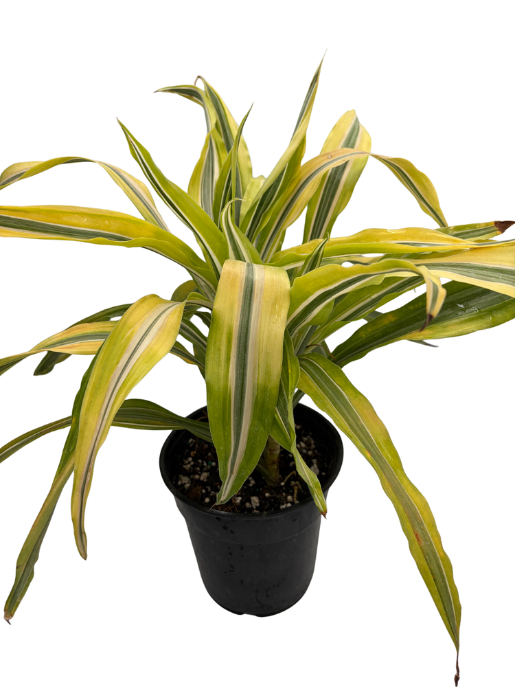 Gold Star Madagascar Dragon Tree - Dracaena - 6" Pot