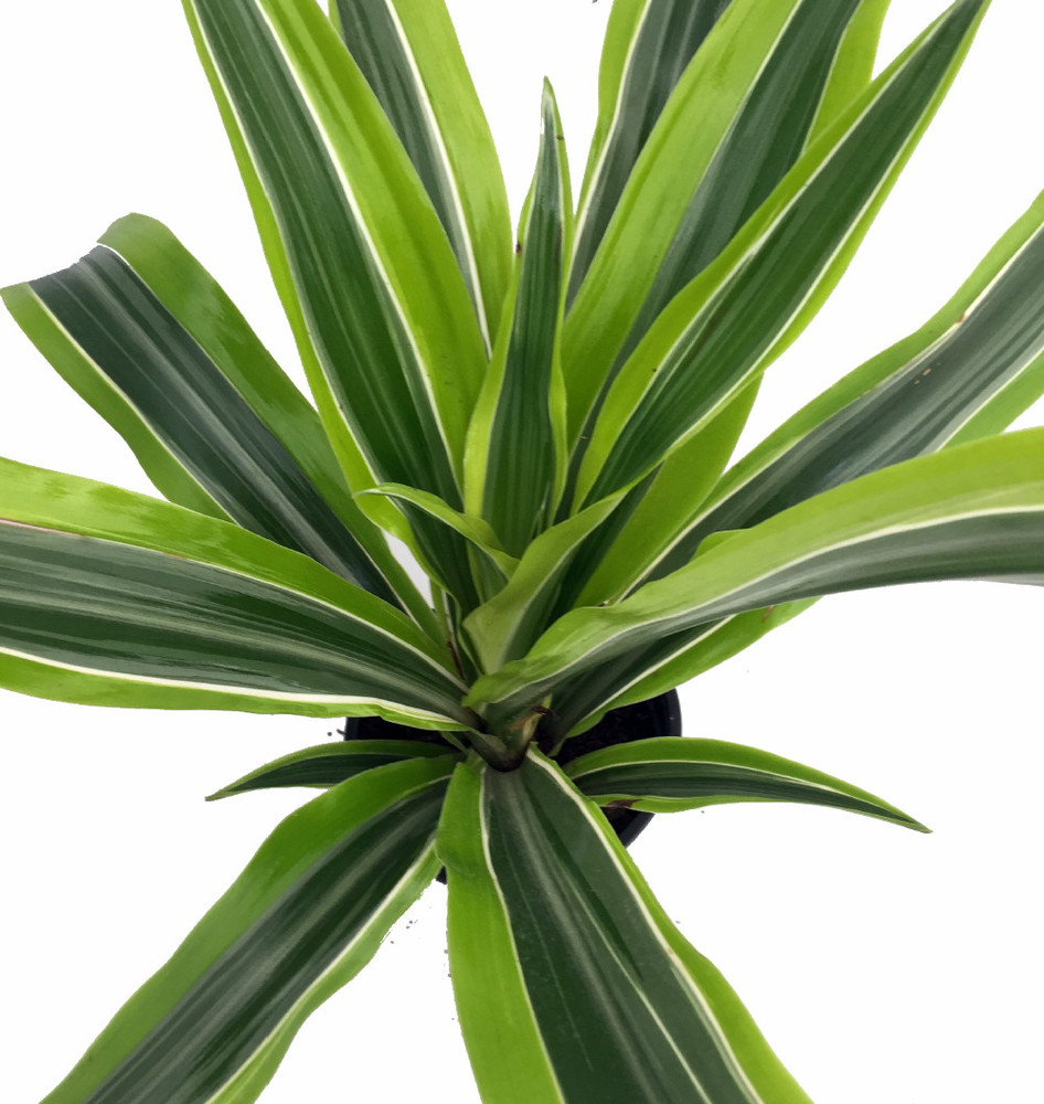 Gold Star Madagascar Dragon Tree - Dracaena - 6" Pot