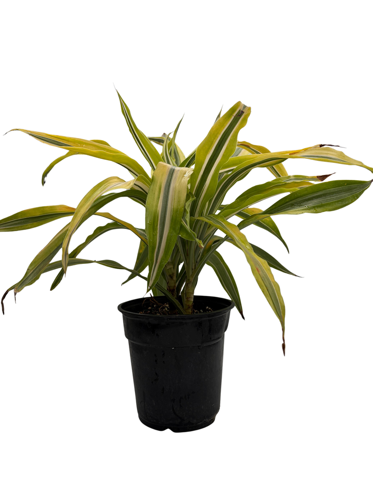 Gold Star Madagascar Dragon Tree - Dracaena - 6" Pot