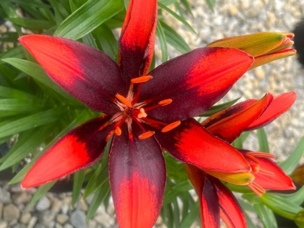 Lily Looks™ Tiny Ink Dwarf Asiatic Lily - Quart Pot