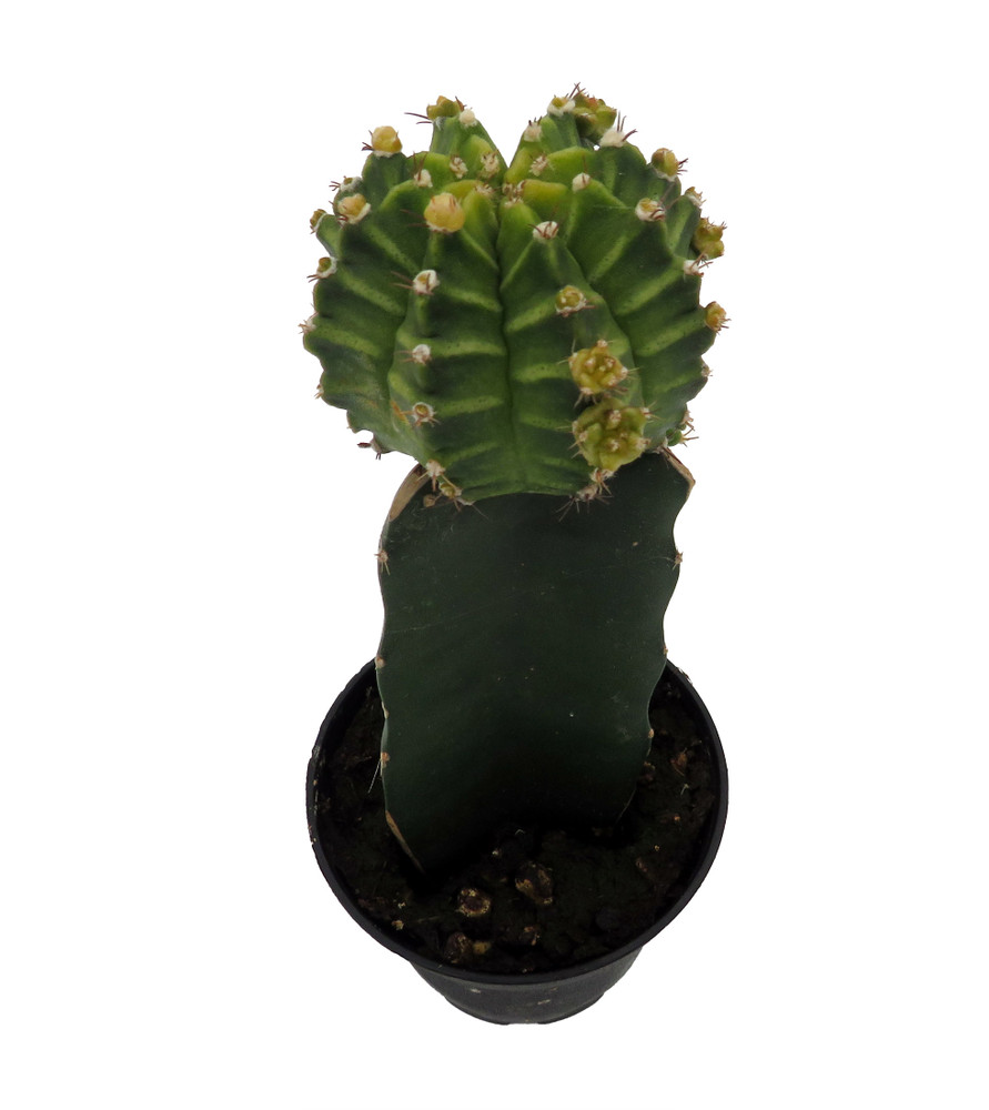 Green Grafted Moon Cactus - Live Plant - 2.5" Pot