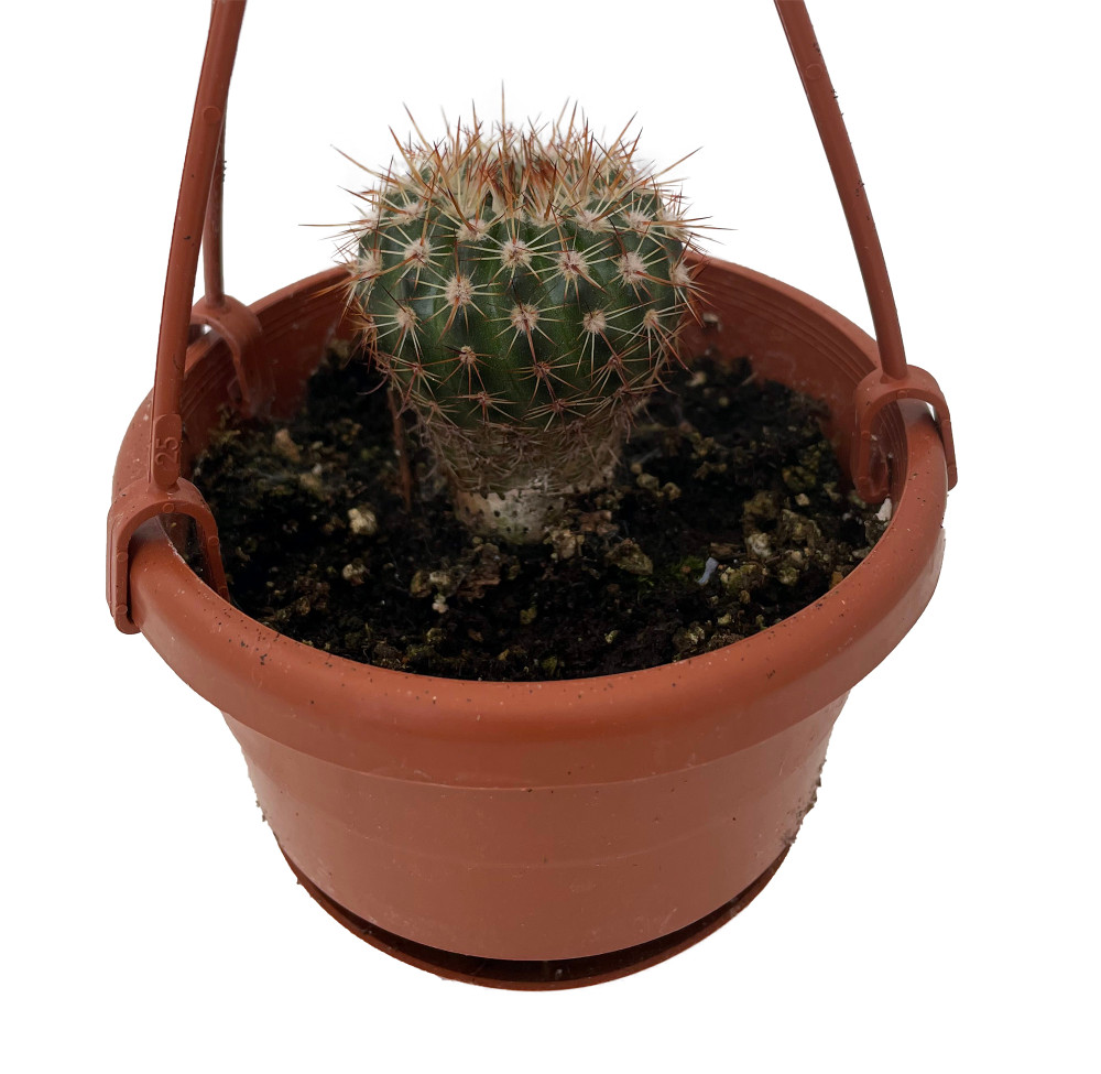 Dome Barrel Cactus - 4" Mini Hanging Basket - Easy House Plant