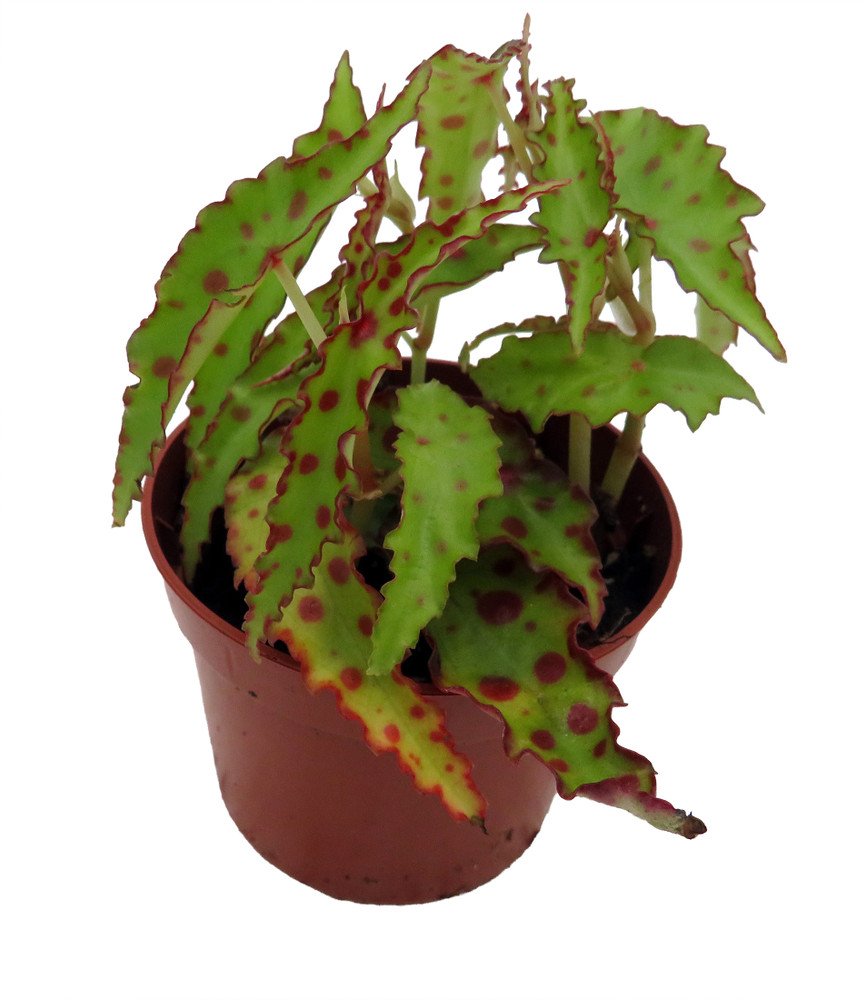 Rare Butterfly Begonia Plant - Begonia amphioxus - 2.5" Pot - Collector's Series