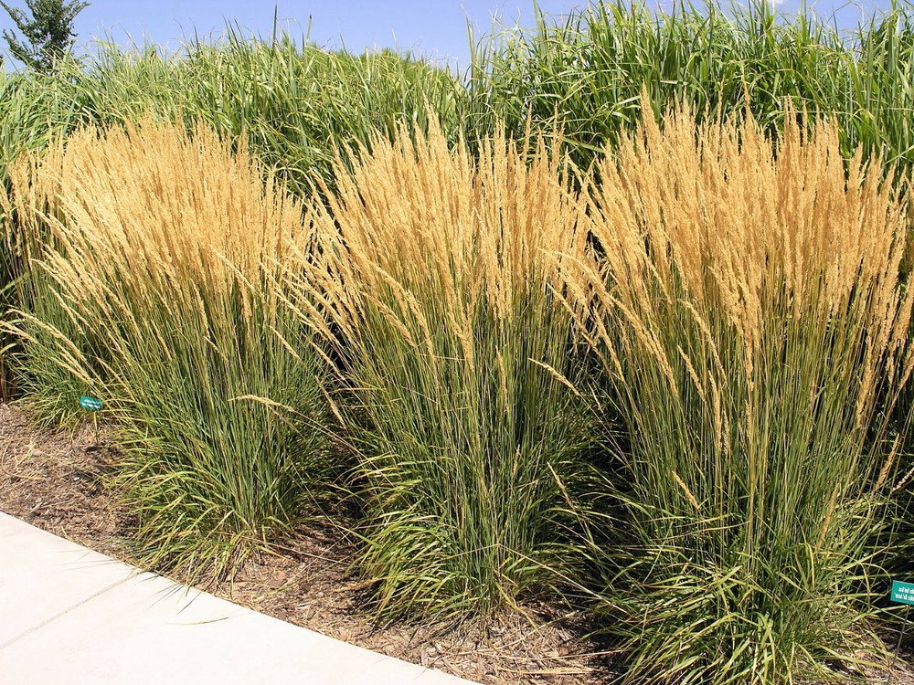 Karl Foerster Feather Reed Grass - Calamagrostis - Gallon Pot