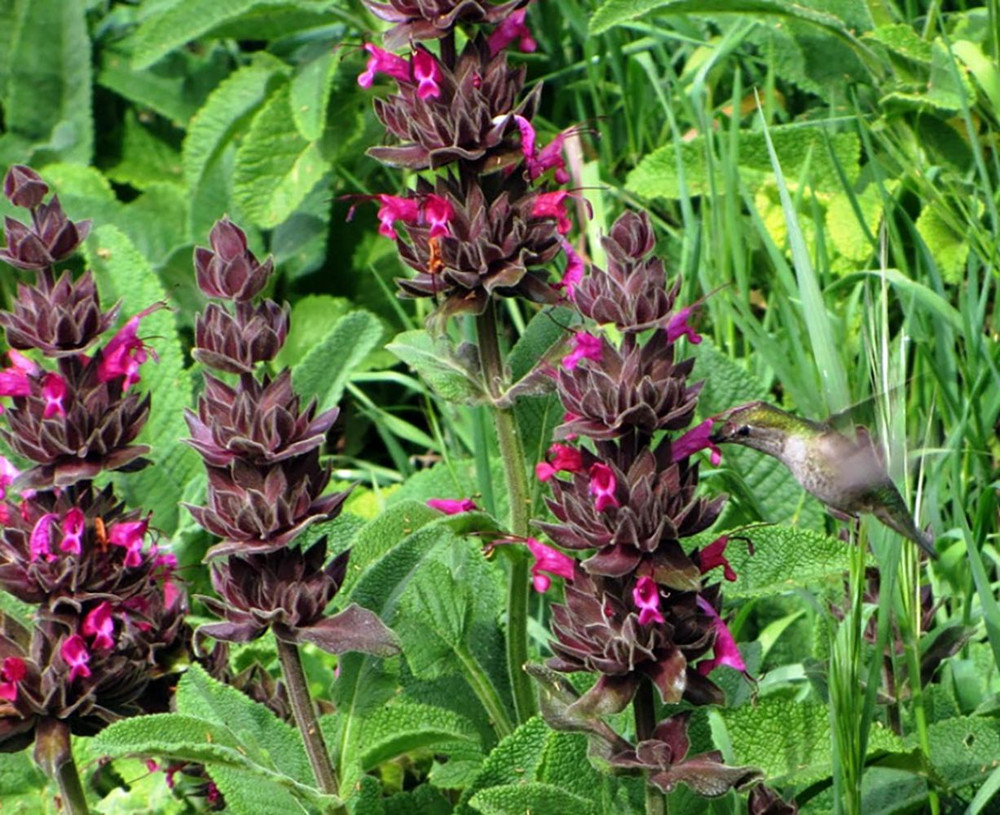 Hummingbird Sage Herb - Salvia spathacea - 3" Pot