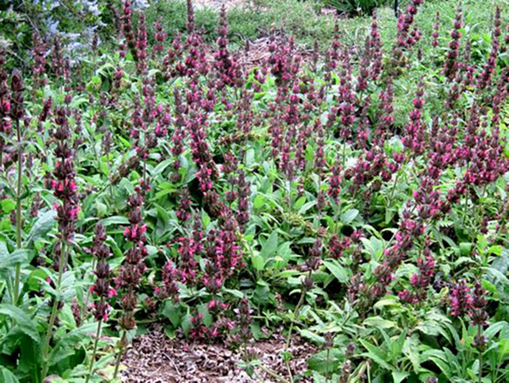 Hummingbird Sage Herb - Salvia spathacea - 3" Pot