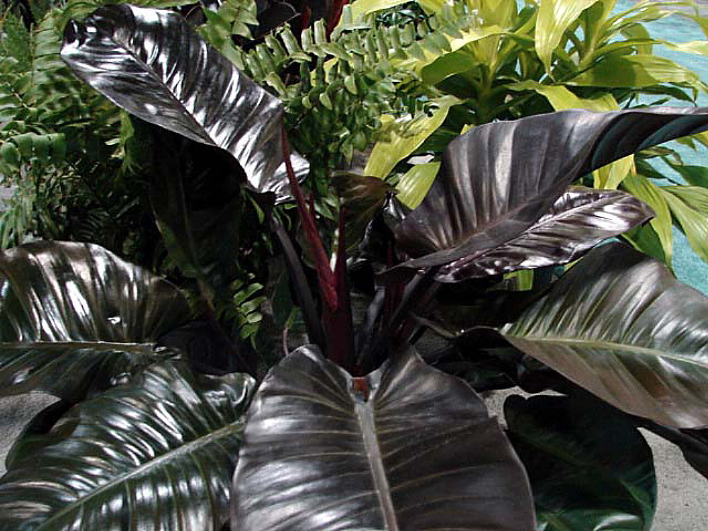Rare Black Cardinal Philodendron 2.5" Pot - Collector's Series