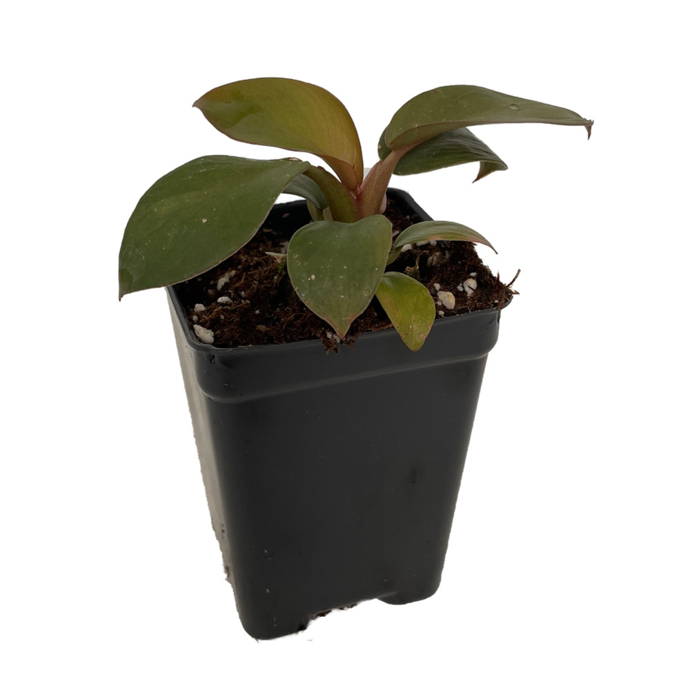 Rare Black Cardinal Philodendron 2.5" Pot - Collector's Series