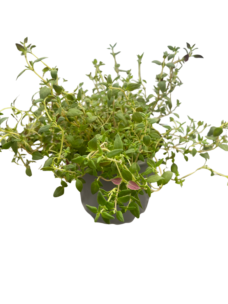 English Thyme Herb - 4" Pot - Thymus Vulgaris - Live Plant