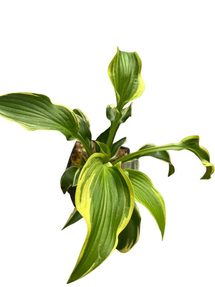 Wide Brim Hosta - Shade Loving Perennial Plant - Quart Pot