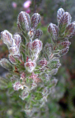 Silver Knight Scotch Heather - Calluna vulgaris - Hardy - 4" Pot