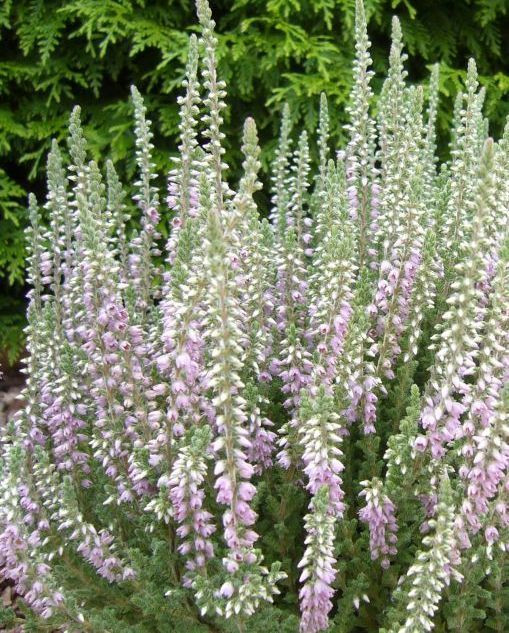 Silver Knight Scotch Heather - Calluna vulgaris - Hardy - 4" Pot