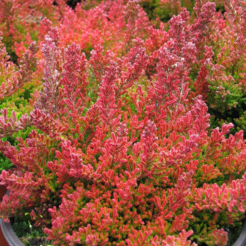 https://hirts.com/blazeaway-scotch-heather-calluna-vulgaris-hardy-5-pot/ Blazeaway Scotch Heather - Calluna vulgaris - Hardy - 5" Pot