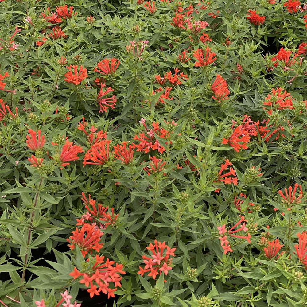 Estrellita- Little Star™- Firecracker Bush - Bouvardia - Proven Winners - 4" Pot