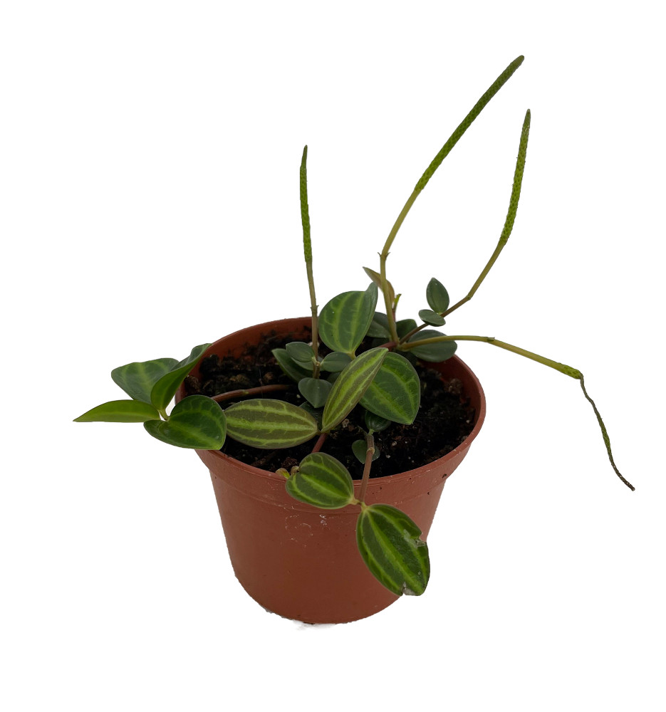 Beetle Peperomia angulata - 2.5" Pot