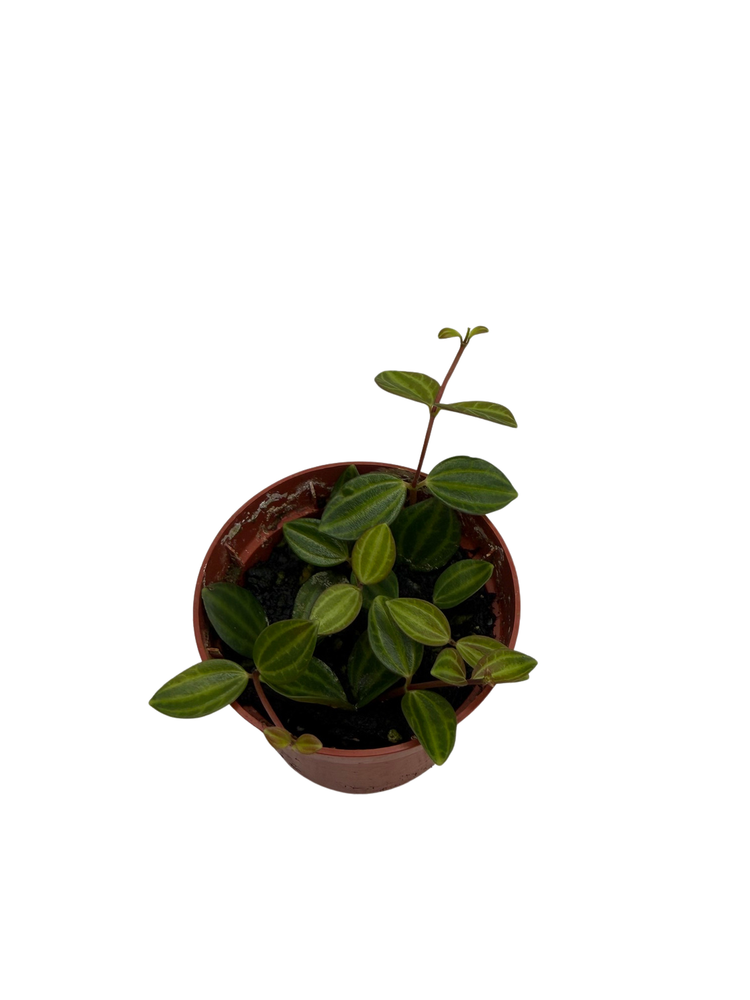 Beetle Peperomia angulata - 2.5" Pot