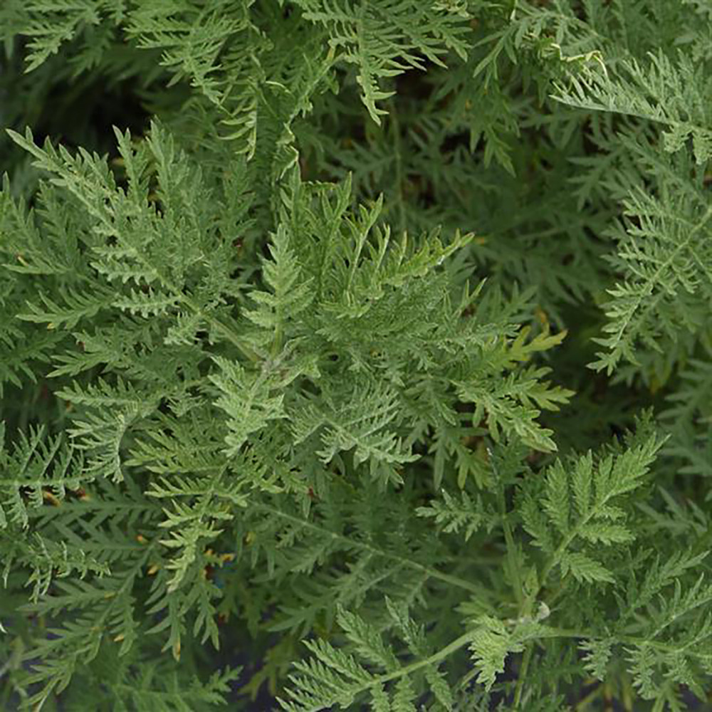 SunFern™ Arcadia Perennial Plant - Artemisia gmelinii - Live Plant - Quart Pot