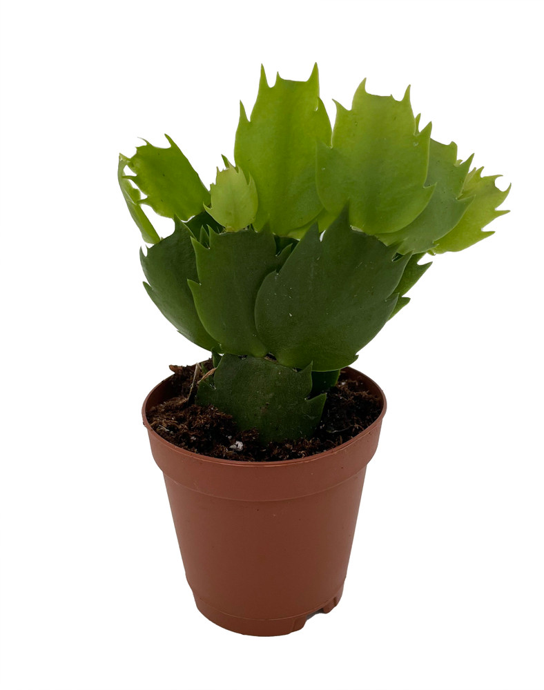 Christa Orange Christmas Cactus Plant - Zygocactus - 2" Pot