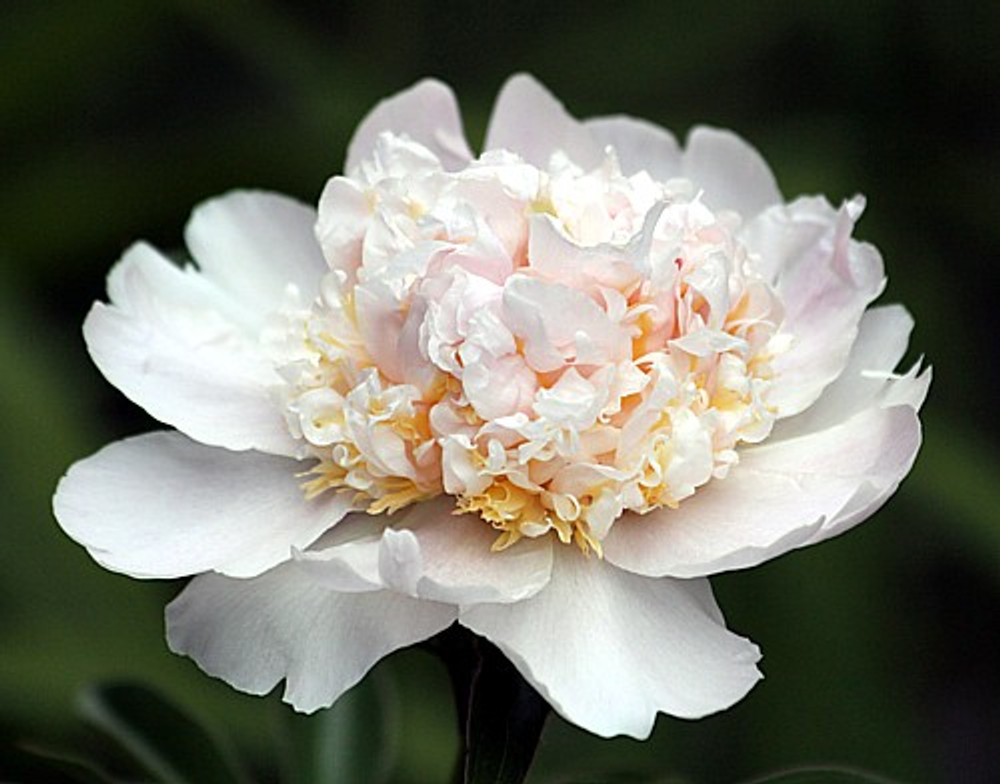 Top Brass Peony - Ivory Petals, Canary Yellow, Pink