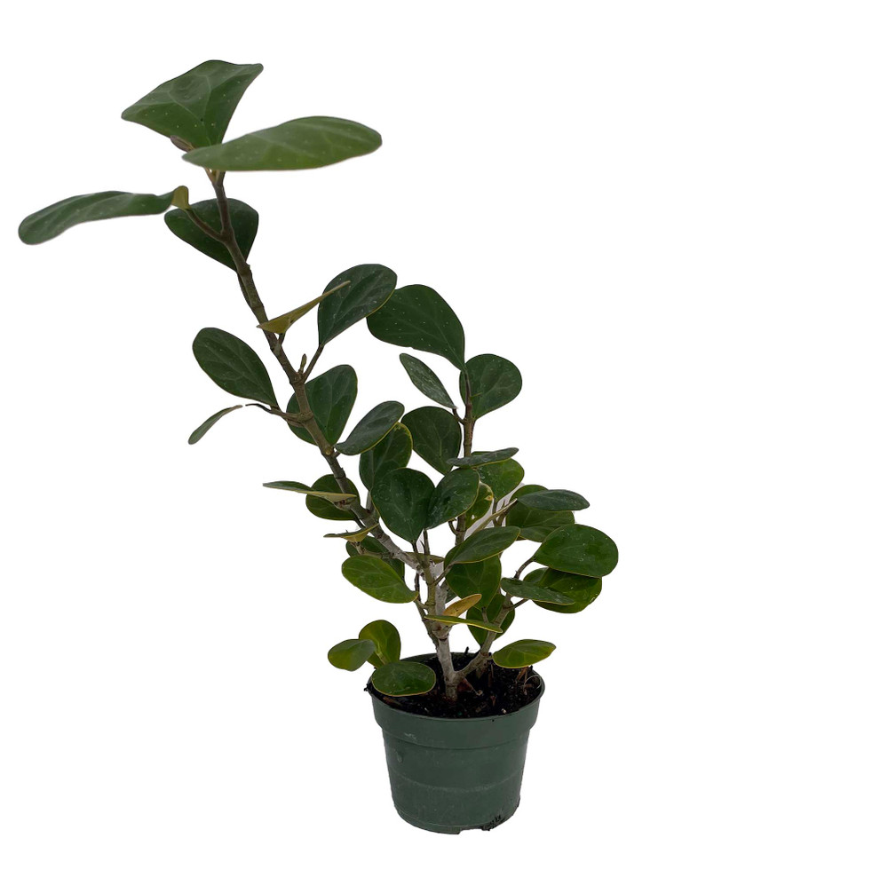 Mistletoe Fig Tree - Mas Cotek - Ficus deltoidea - Bonsai/House Plant - 4" Pot