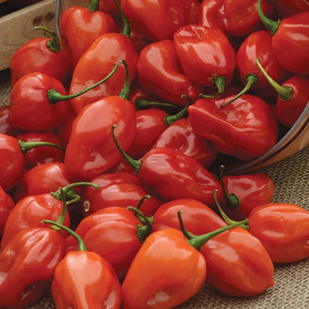 Primero Red Habanero Pepper Plant - 3.5" Pot