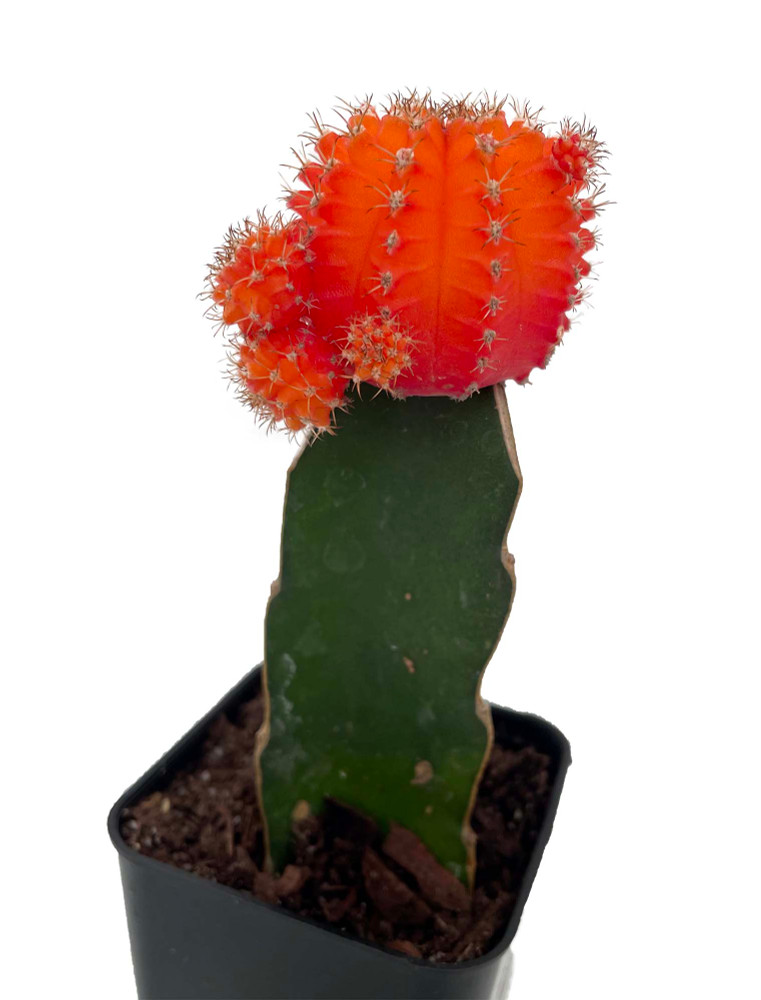 Red & Orange Grafted Moon Cactus - 2.5" Pot