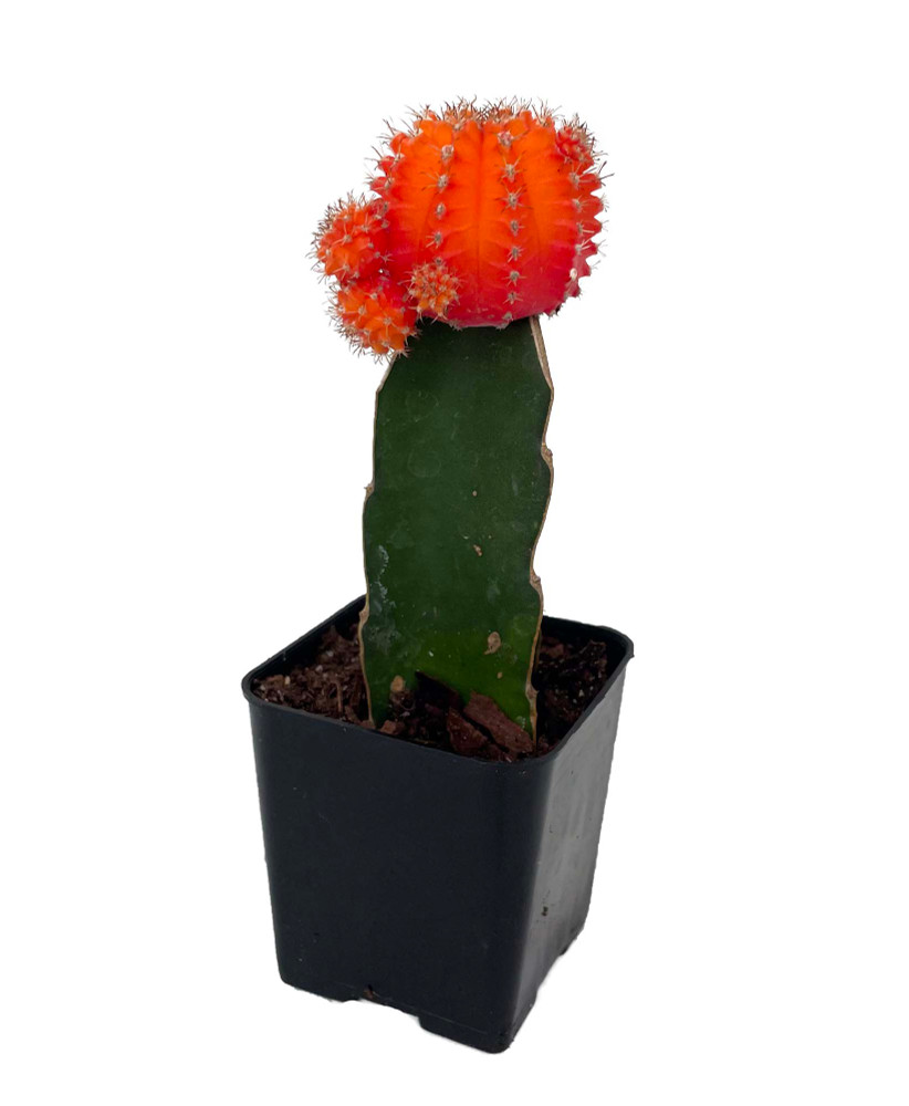 Red & Orange Grafted Moon Cactus - 2.5" Pot