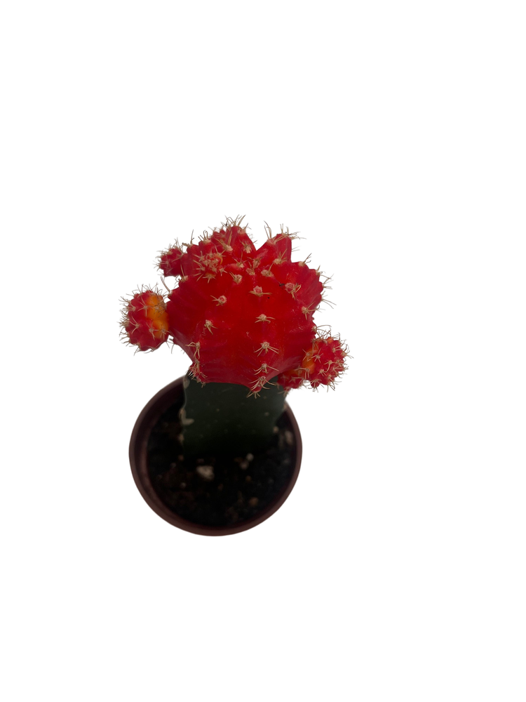 Red & Orange Grafted Moon Cactus - 2.5" Pot