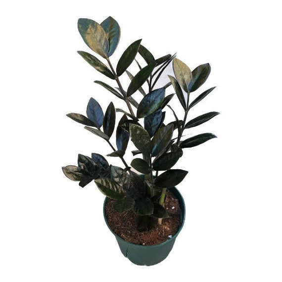 Black Super Nova ZZ Plant - Zamioculcas - 6" Pot - Collector's
