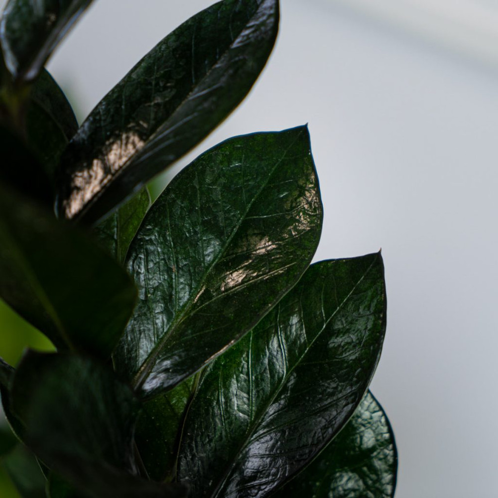 Black Super Nova ZZ Plant - Zamioculcas - 6" Pot - Collector's
