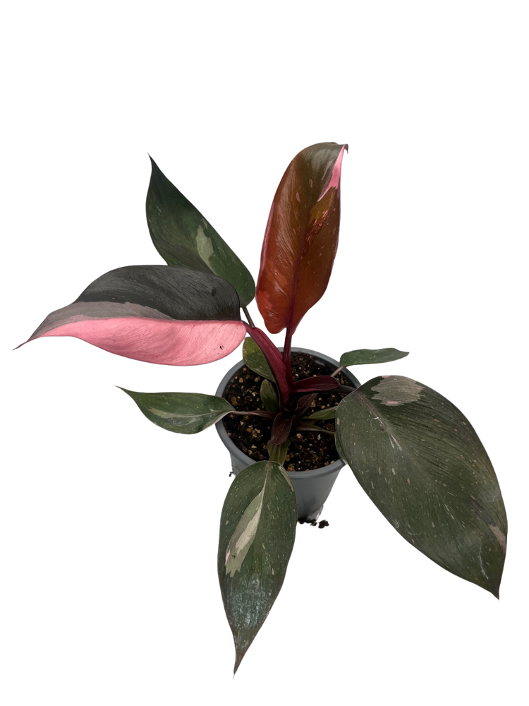 Rare Pink Princess Philodendron - 4" Pot - Collector's Series